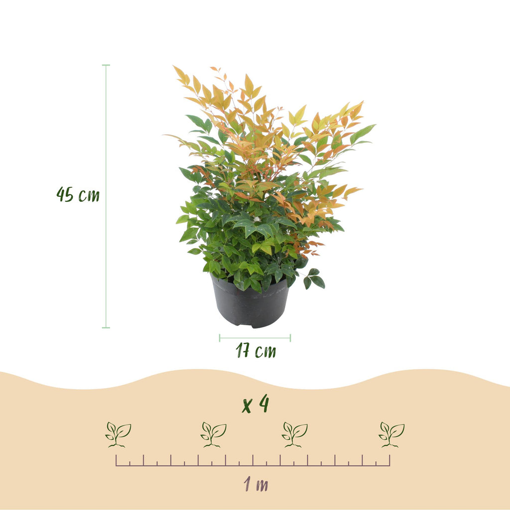 Green boutiQ - Plante de jardin - Nandina Gulfstream - Orange - 2 plantes - Persistant - Peu d'entretien - Pot 17cm Hauteur 45cm