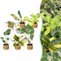 6x Baby Tropical Mix - Various colours - Tropical - incl. Linnea Honey - Ø6cm - ↕10-15cm