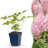 Green boutiQ - Vasteplant - Astilbe (J) Europa - Pluimspirea - Schaduw - Roze - 12 Planten - Pot 11cm - Hoogte 15-25cm