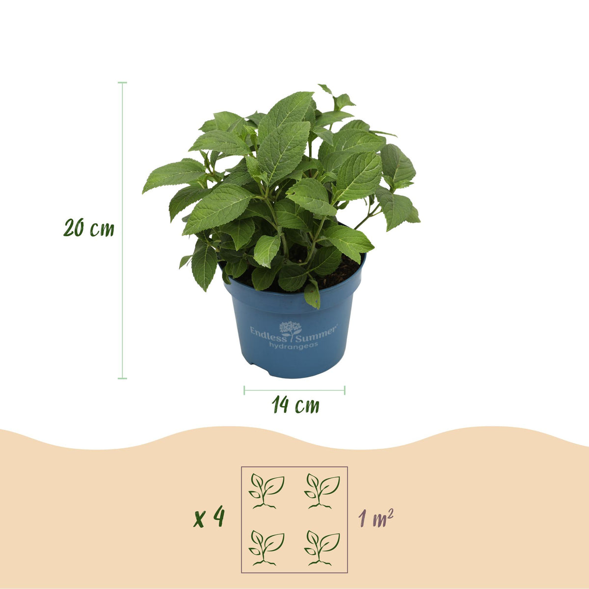 Green boutiQ - Plante de jardin - Hydrangea Endless Summer The Bride - Hortensia - Rustique - Blanc - 2 plantes - Pot 14 cm - Hauteur 20-25 cm