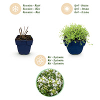 Green boutiQ - Perennial - Thymus praecox Albiflorus - White creeping thyme - Fragrant - White - 1 Plant - Pot 11cm - Height 15-25cm
