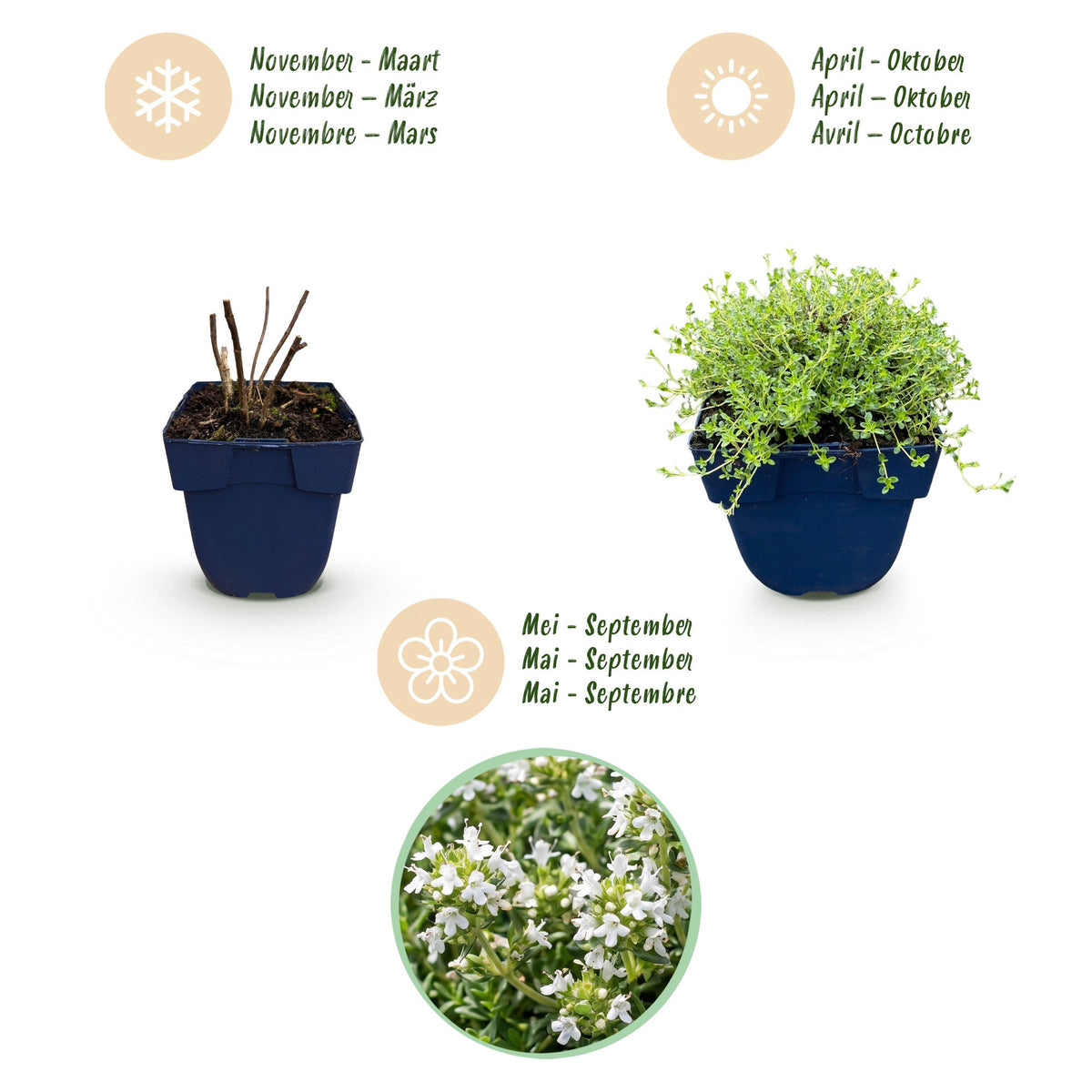 Green boutiQ - Plante vivace - Thymus praecox Albiflorus - Thym serpolet blanc - Parfumé - Blanc - 1 plante - Pot 11 cm - Hauteur 15-25 cm