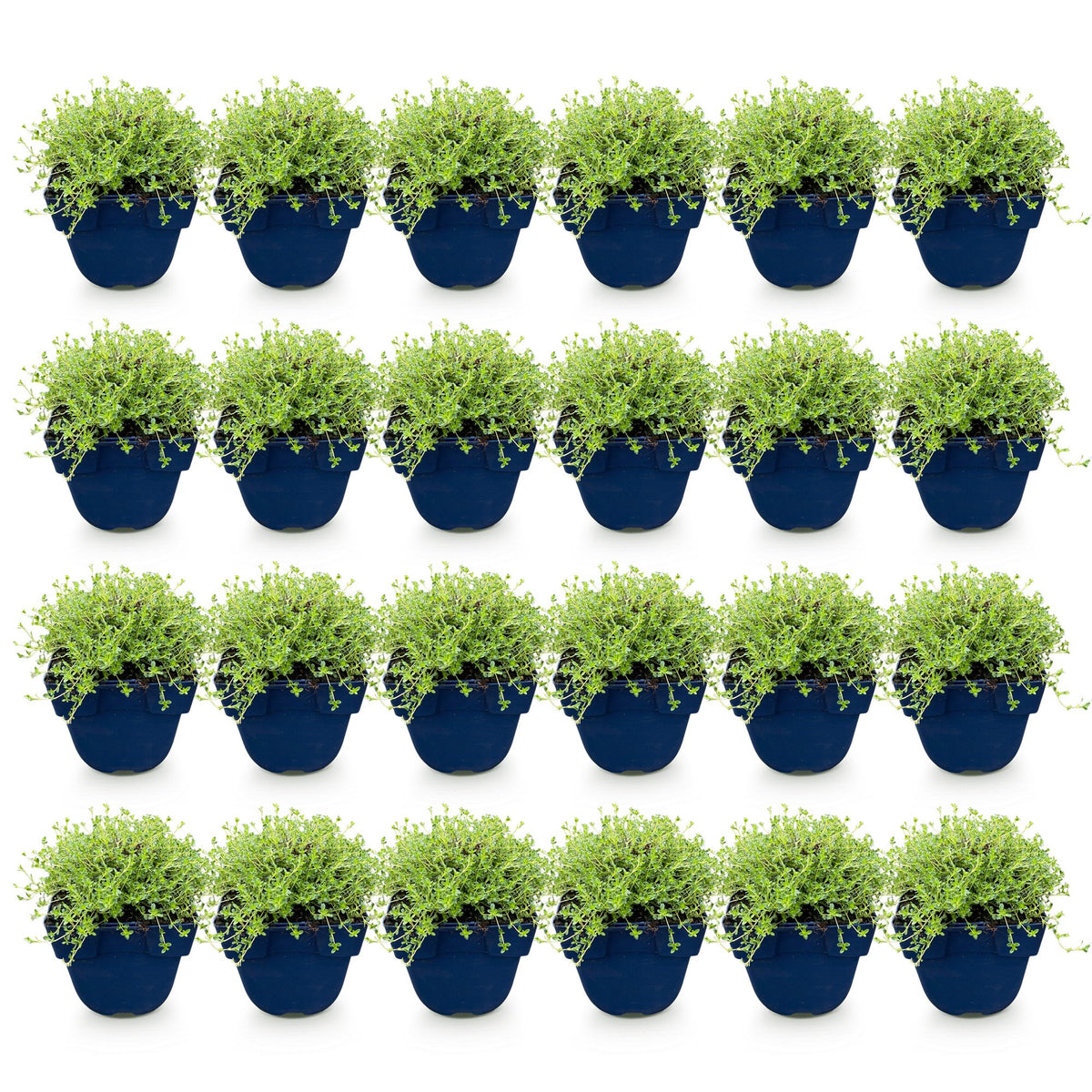 Green boutiQ - Perennial - Thymus praecox Albiflorus - White creeping thyme - Fragrant - White - 24 Plants - Pot 11cm - Height 15-25cm