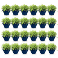 Green boutiQ - Perennial - Thymus praecox Albiflorus - White creeping thyme - Fragrant - White - 24 Plants - Pot 11cm - Height 15-25cm