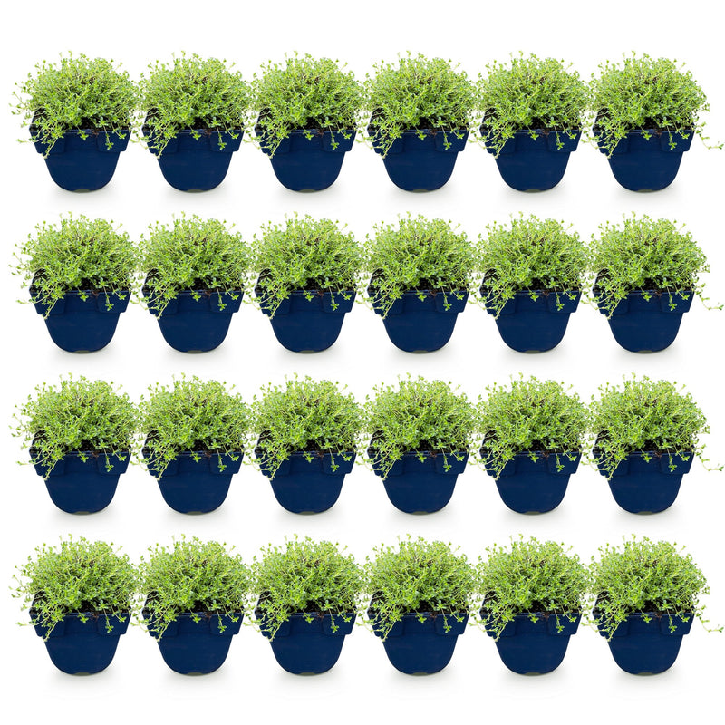 Green boutiQ - Perennial - Thymus praecox Albiflorus - White creeping thyme - Fragrant - White - 24 Plants - Pot 11cm - Height 15-25cm