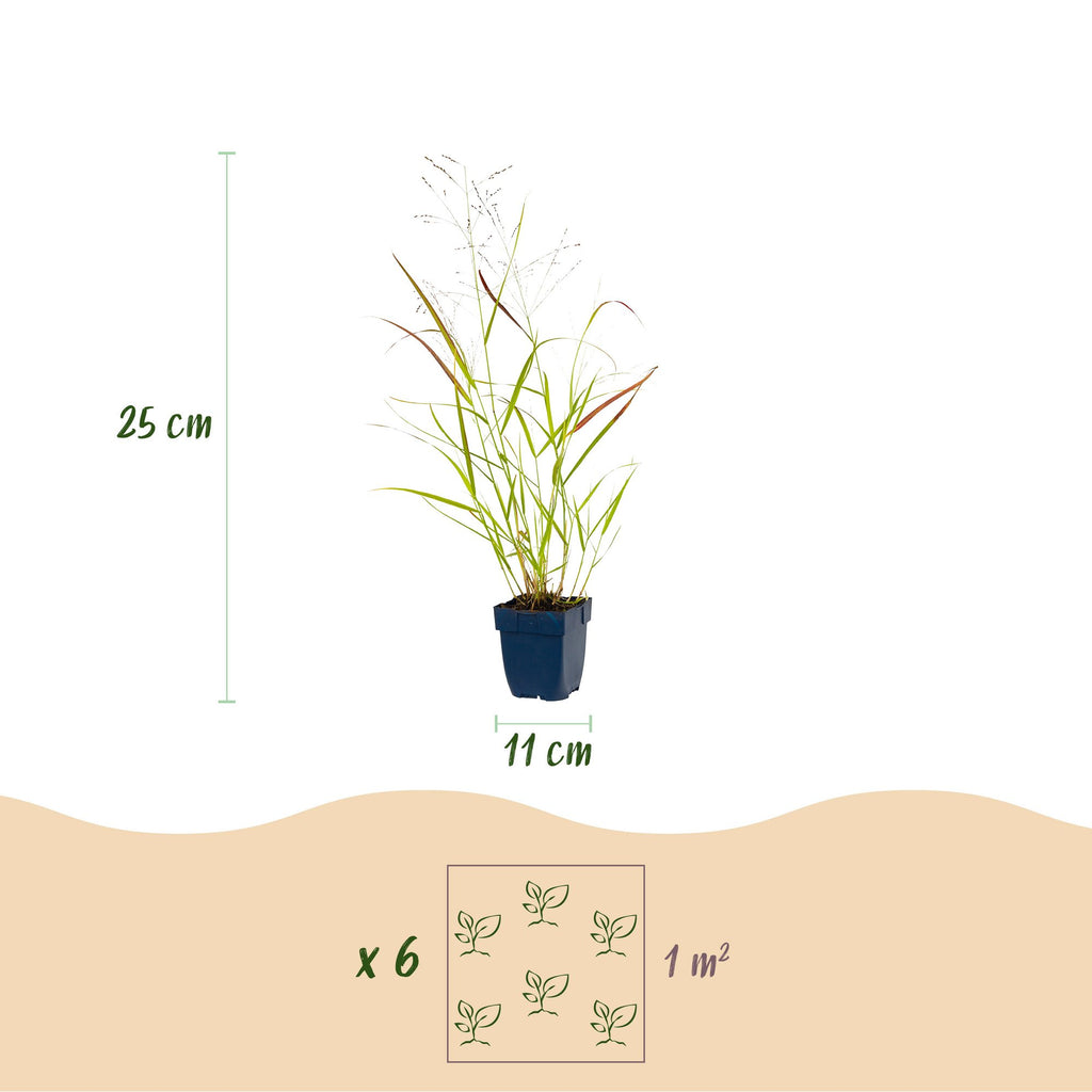 Green boutiQ - Graminées - Panicum virg. Heavy Metal - Panic érigé - Avec plumeau - Bleu - 1 plante - Pot 11 cm - Hauteur 15-25 cm