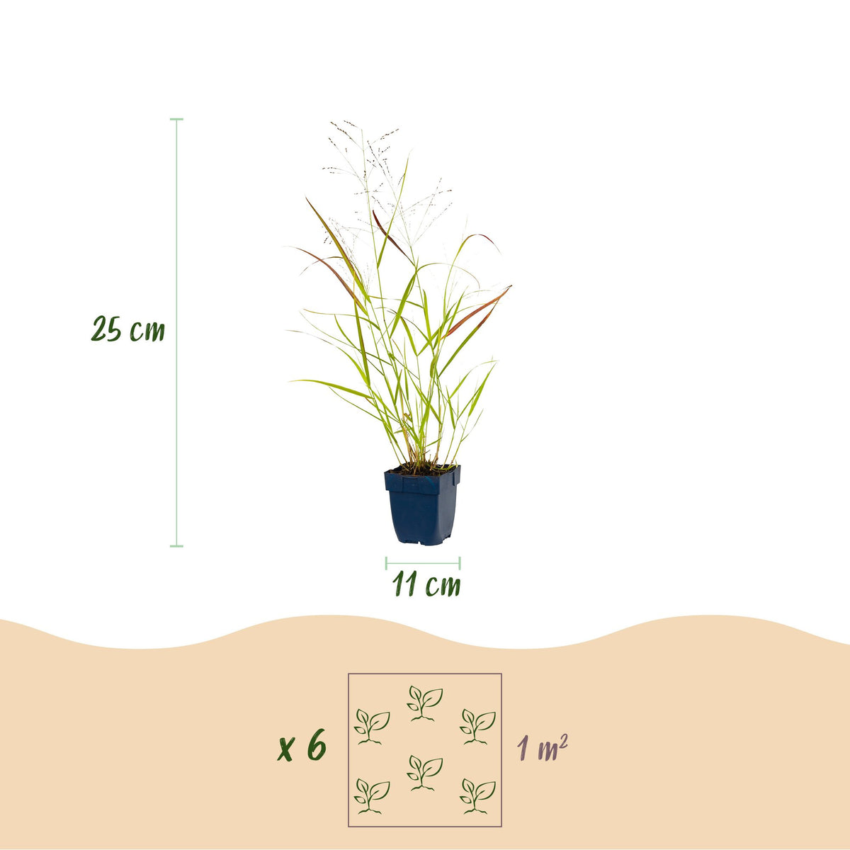 Green boutiQ - Grasses - Panicum virg. Heavy Metal - Prairie Grass - With Plume - Blue - 1 Plant - Pot 11cm - Height 15-25cm
