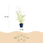 Green boutiQ - Graminées - Panicum virg. Heavy Metal - Panic érigé - Avec plumeau - Bleu - 1 plante - Pot 11 cm - Hauteur 15-25 cm