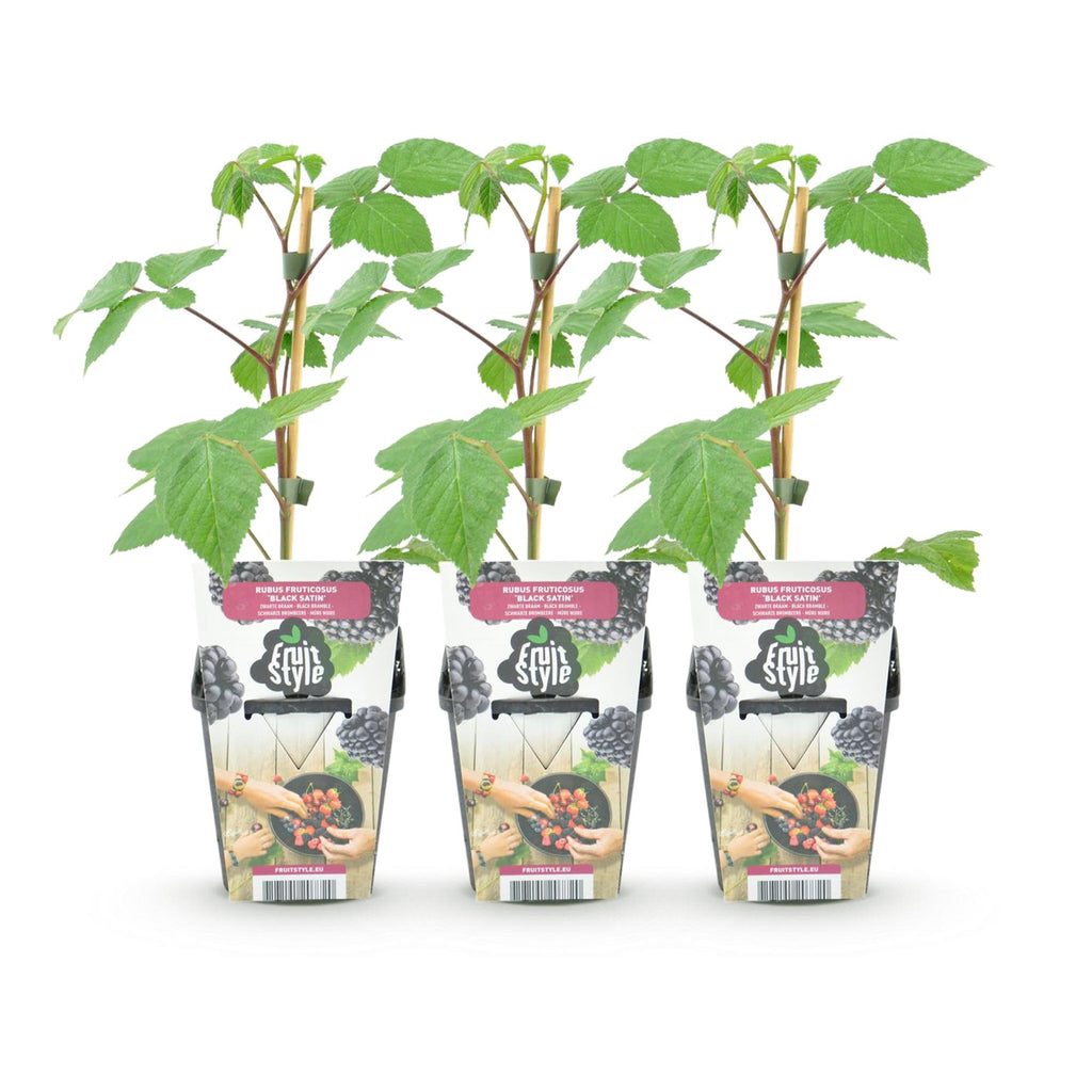 Green boutiQ - Plants fruitiers - Mûrier - Rubus Black Satin - Rustique - 3 plantes - Pot 9 cm - Mûre noire