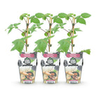 Green boutiQ - Plants fruitiers - Mûrier - Rubus Black Satin - Rustique - 3 plantes - Pot 9 cm - Mûre noire