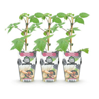Green boutiQ - Fruitplanten - Braam - Rubus Black Satin - Winterhard - 3 Planten - Pot 9 cm - Zwarte Braam