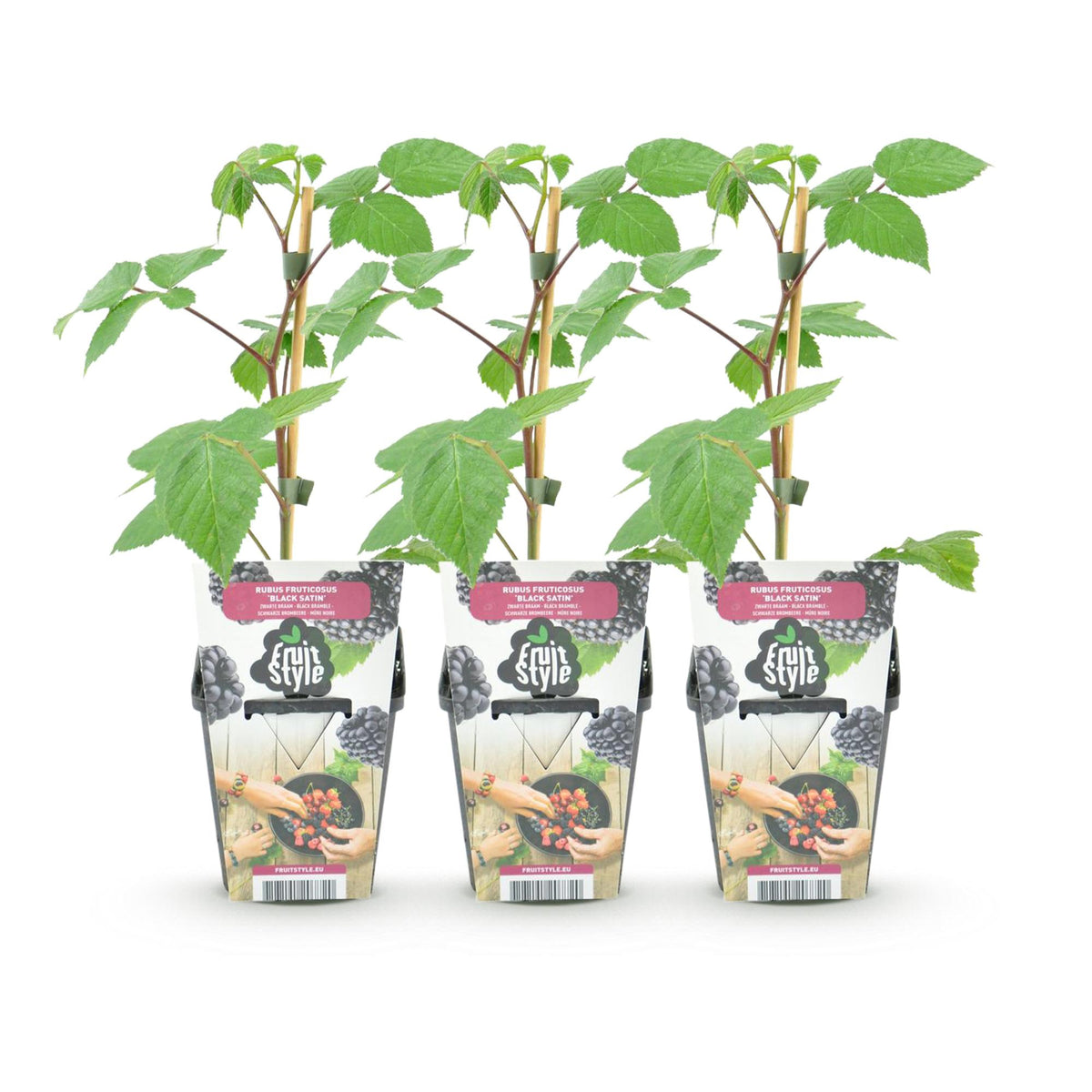 Green boutiQ - Plants fruitiers - Mûrier - Rubus Black Satin - Rustique - 3 plantes - Pot 9 cm - Mûre noire