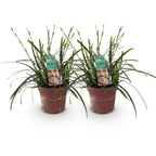 Green boutiQ - Graminées ornementales - Carex oshimensis Intense Green - Vert - 2 plantes - Persistant - Peu d'entretien - Pot 17cm Hauteur 50cm