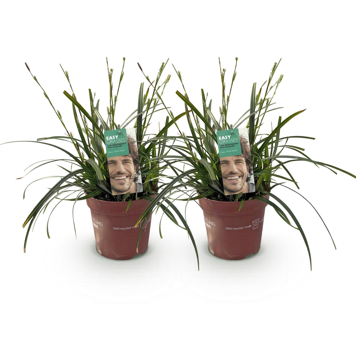 Green boutiQ - Graminées ornementales - Carex oshimensis Intense Green - Vert - 2 plantes - Persistant - Peu d'entretien - Pot 17cm Hauteur 50cm