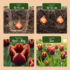 15x Tulipa My Favourite Topping - Tulipe My Favourite Topping - Divers - Floraison printanière - Calibre 11/12