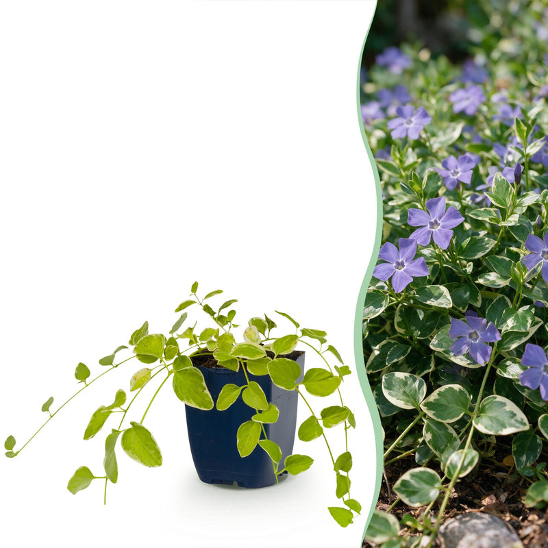 Vasteplant - Vinca major Variegata - Maagdenpalm - Bodembedekkend - Blauw - 12 Planten - Pot 11cm - Hoogte 15-25cm