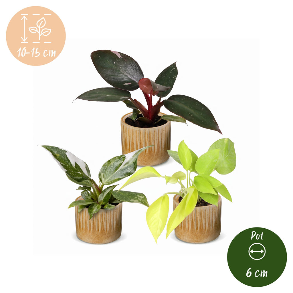 3x Baby Philodendron Tricolour - White - Pink - Yellow - Green - Tropical - incl. Linnea Honey - Ø6cm - ↕10-15cm