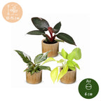 3x Baby Philodendron Tricolour - White - Pink - Yellow - Green - Tropical - incl. Linnea Honey - Ø6cm - ↕10-15cm
