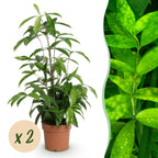 Green BoutiQ - Green is... Plantes d'intérieur - Dracaena surculosa - Dragonnier - Peu d'entretien - Vert - 2 Plantes - Pot 17cm - Hauteur 60-70cm
