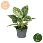 Philodendron White Measure - Philodendron White Measure - Green - White - Tropical - Ø6cm - ↕10cm