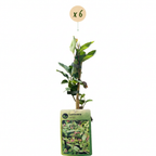 6x Lonicera henryi - Chèvrefeuille de Henry - Jaune - Rouge - Grimpante - Ø9cm - ↕35cm