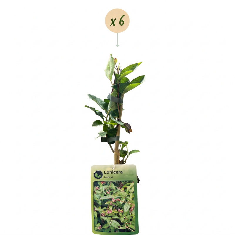 6x Lonicera henryi - Henrys Geißblatt - Gelb - Rot - Kletterpflanze - Ø9cm - ↕35cm