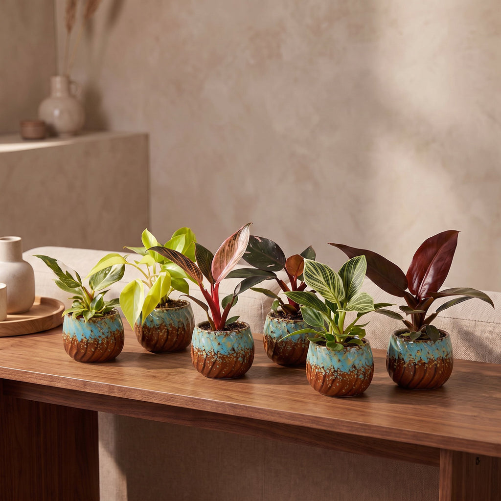 6x Baby Philodendron Family - White - Pink - Yellow - Green - Red - Tropical - incl. Copper Reef - Ø6cm - ↕10-15cm