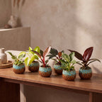 6x Baby Philodendron Family - White - Pink - Yellow - Green - Red - Tropical - incl. Copper Reef - Ø6cm - ↕10-15cm