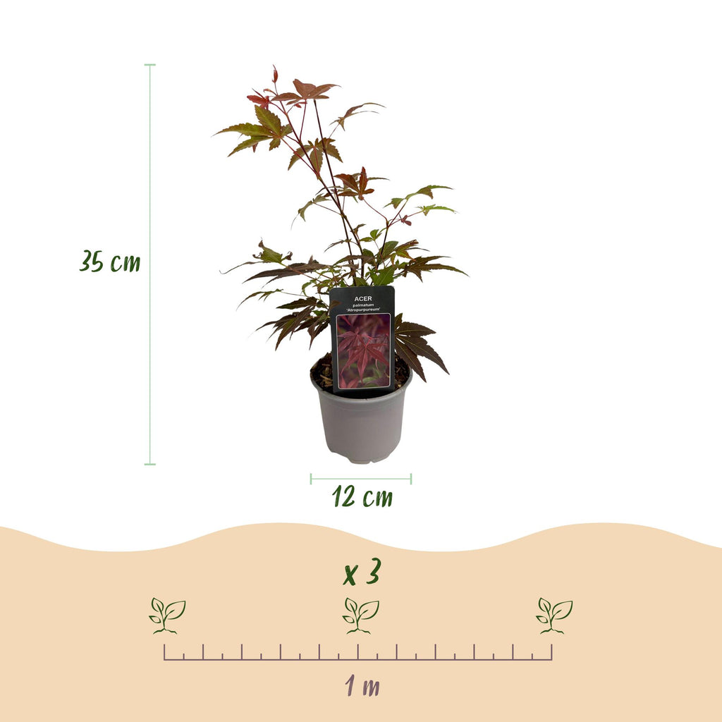 Green boutiQ - Plante de jardin - Acer palmatum Atropurpureum - Pourpre - 1 plante - Caduc - Peu d'entretien - Pot 12 cm Hauteur 35 cm