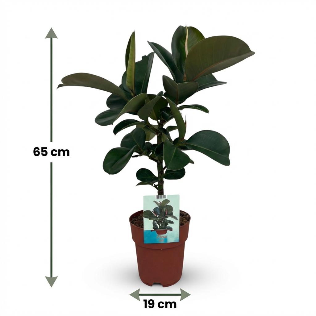 Green boutiQ - Plante d'intérieur - Plante en caoutchouc - Ficus Elastica Cloe - Vert - Peu d'entretien - 1 plante - Pot 19cm - Hauteur 65cm
