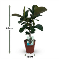 Green boutiQ - Kamerplant - Rubberplant - Ficus Elastica Cloe - Groen - Weinig onderhoud - 1 Plant - Pot 19cm - Hoogte 65cm