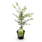 Green boutiQ - Plante de terrasse - Érable du Japon - Acer palmatum Emerald Lace - Vert - 1 plante - Caduc - Pot 19 cm, hauteur 70 cm