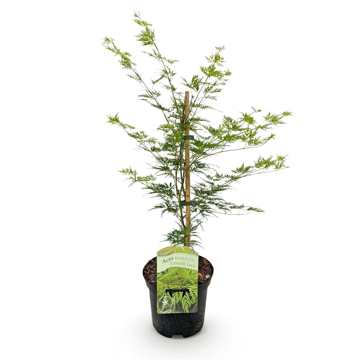 Green boutiQ - Plante de terrasse - Érable du Japon - Acer palmatum Emerald Lace - Vert - 1 plante - Caduc - Pot 19 cm, hauteur 70 cm