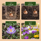 70x Mélange de crocus - Crocus mélangés - Divers - Bulbe de naturalisation - Calibre 7/8
