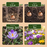 70x Crocus mix - Gemengde krokussen - Diversen - Verwilderingsbol - Bolmaat 7/8