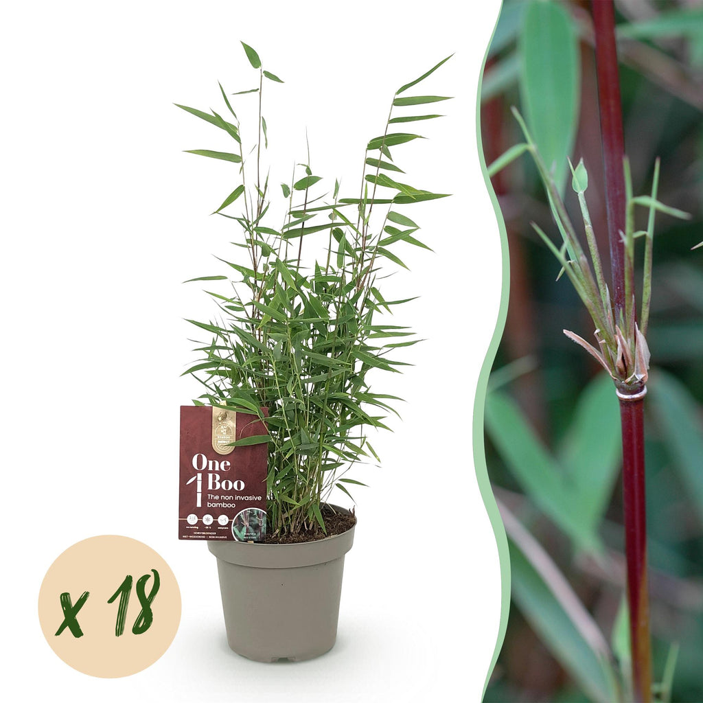 Green boutiQ - Bambou - Fargesia Red Dragon - Persistant - Non-envahissant - Vert - 18 Plantes - Pot 14cm - Hauteur 35cm