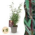 Green boutiQ - Bambou - Fargesia Red Dragon - Persistant - Non-envahissant - Vert - 18 Plantes - Pot 14cm - Hauteur 35cm
