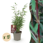 Green boutiQ - Bambou - Fargesia Red Dragon - Persistant - Non-envahissant - Vert - 18 Plantes - Pot 14cm - Hauteur 35cm