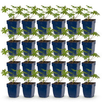 Green boutiQ - Vasteplant - Geranium Johnson's Blue - Ooievaarsbek - Bodembedekkend - Blauw - 24 Planten - Pot 11cm - Hoogte 15-25cm