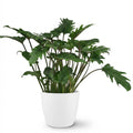 Green boutiQ - Plante d'intérieur - Philodendron - Philodendron Xanadu - Vert - Entretien facile - 1 plante - avec pot blanc - Pot 19cm - Hauteur 60cm