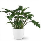 Green boutiQ - Plante d'intérieur - Philodendron - Philodendron Xanadu - Vert - Entretien facile - 1 plante - avec pot blanc - Pot 19cm - Hauteur 60cm