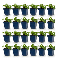 Green boutiQ - Vasteplant - Geranium macr. Czakor - Ooievaarsbek - Bodembedekkend - Paars-Roze - 24 Planten - Pot 11cm - Hoogte 15-25cm