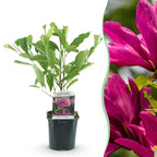 Green boutiQ - Arbustes - Magnolia Susan - Fleurs rose foncé - 1 plante - caduc - peu d'entretien - pot 17 cm hauteur 45 cm