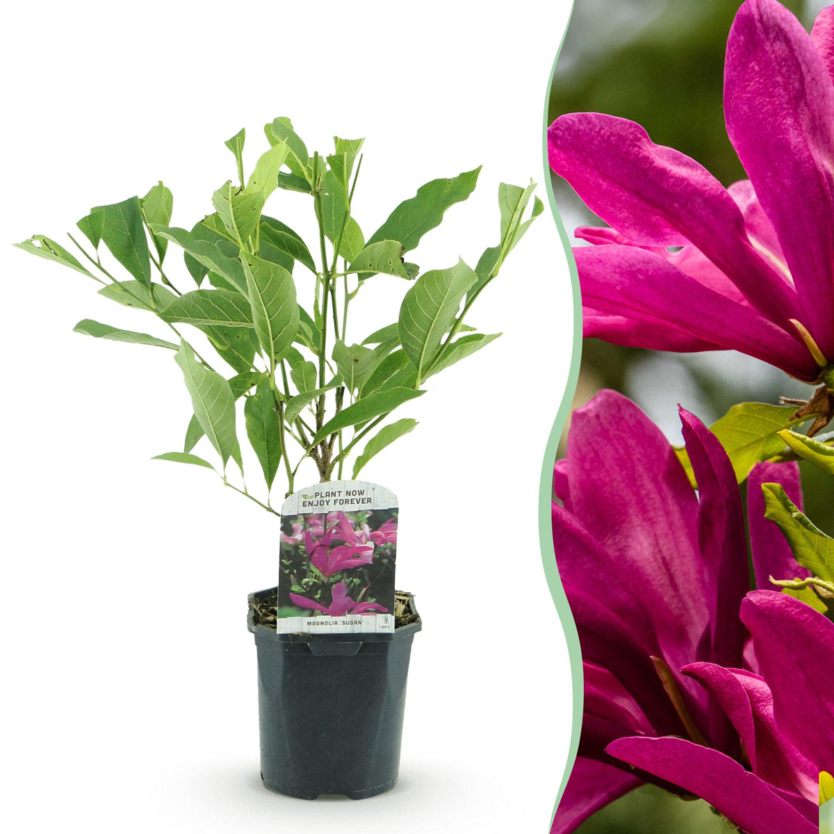 Green boutiQ - Arbustes - Magnolia Susan - Fleurs rose foncé - 1 plante - caduc - peu d'entretien - pot 17 cm hauteur 45 cm