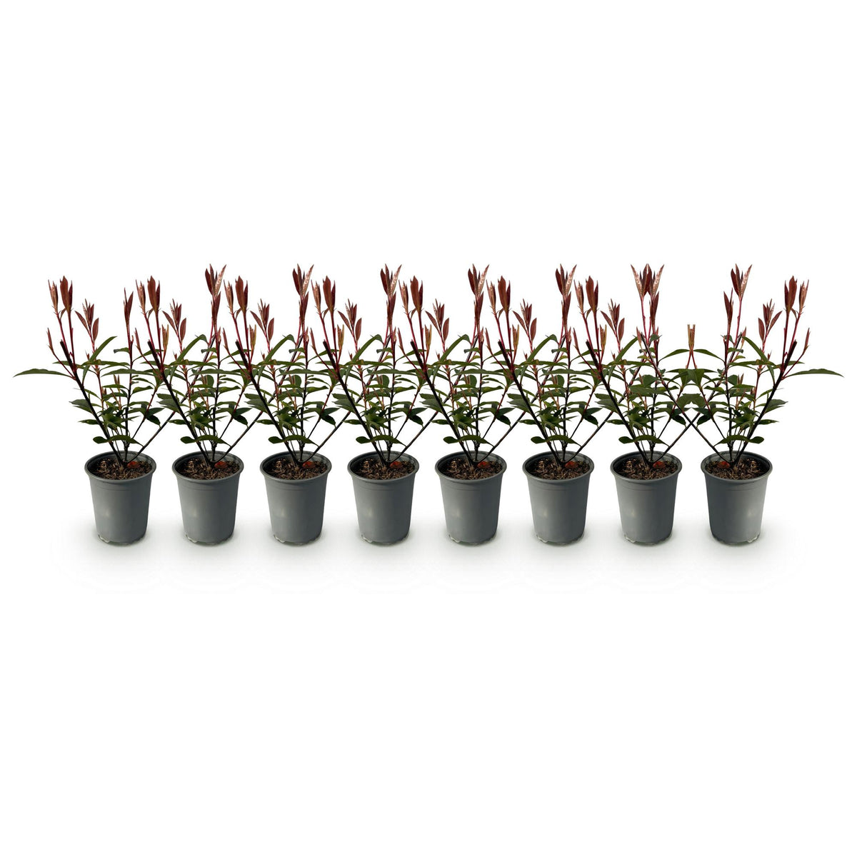 Green boutiQ - Haagplanten - Photnia fraseri Carre Rouge - blad rood groen - 8 planten - 1 strekkende meter - groenblijvend - pot 9cm hoogte 30-35cm