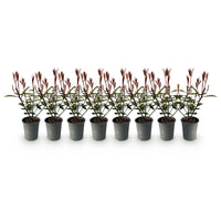Green boutiQ - Haagplanten - Photnia fraseri Carre Rouge - blad rood groen - 8 planten - 1 strekkende meter - groenblijvend - pot 9cm hoogte 30-35cm