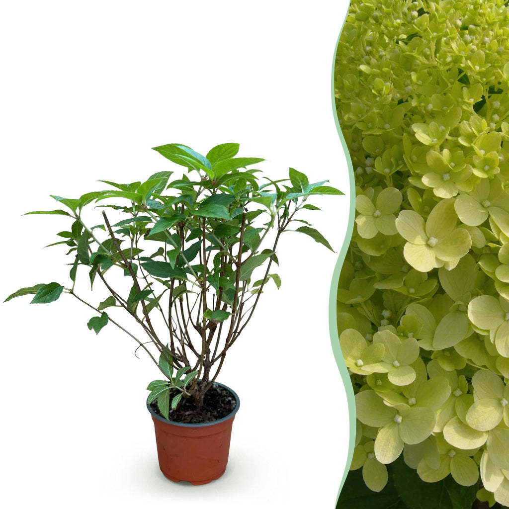 Green boutiQ - Plante de jardin - Hydrangea paniculata Limelight - Hortensia paniculé - Rustique - Vert citron - 1 plante - Pot 12 cm - Hauteur 20-30 cm