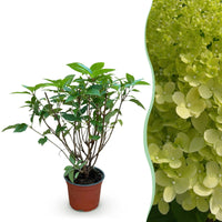 Green boutiQ - Tuinplant - Hydrangea panniculata Limelight - Pluimhortensia - Winterhard - Lime Groen - 1 Plant - Pot 12cm - Hoogte Hoogte 20-30cm