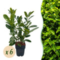 Green boutiQ - Heckenpflanzen - Prunus laurocerasus Rotundifolia - Blatt grün - 6 Pflanzen - 1 laufender Meter - immergrün - Topf 17cm Höhe 50cm