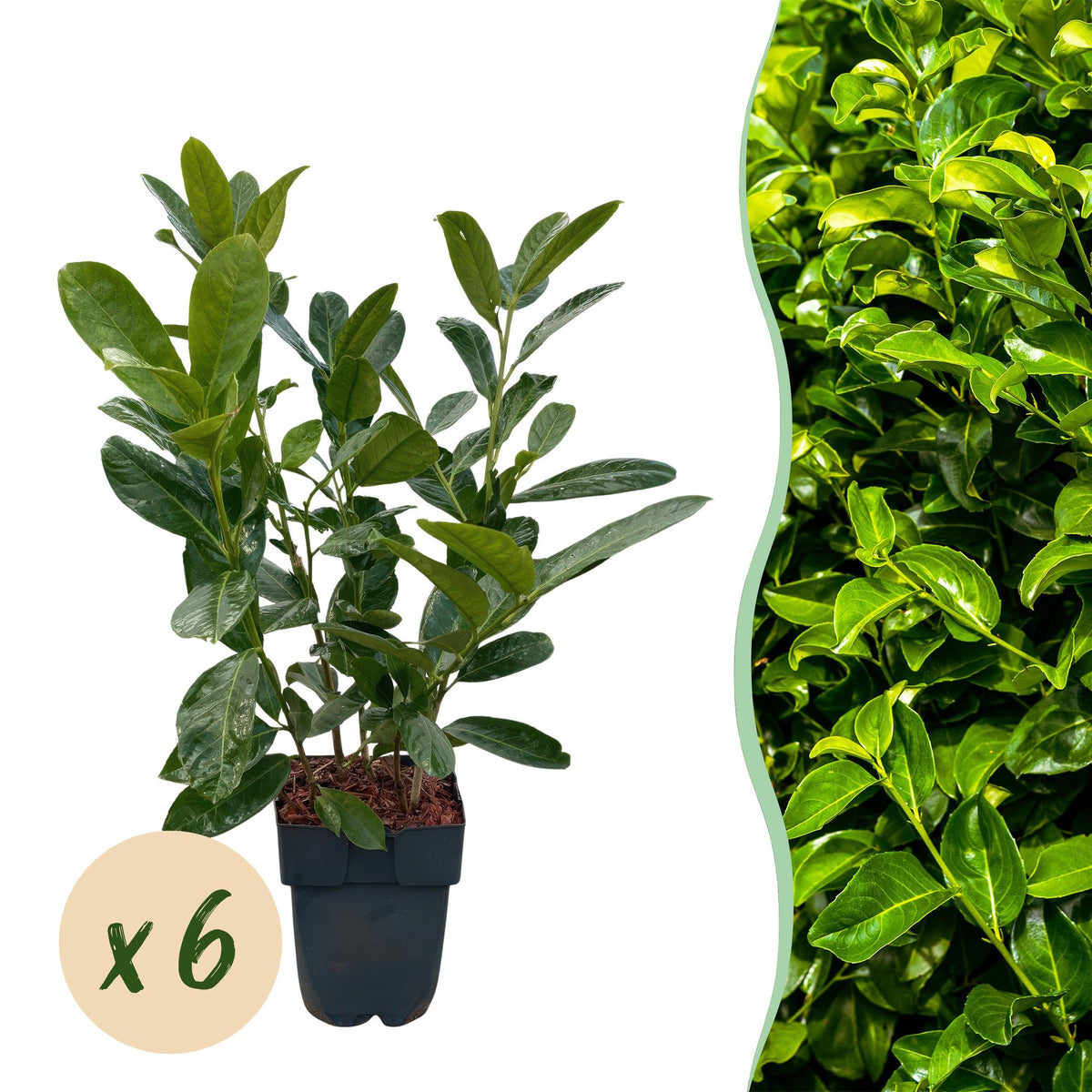 Green boutiQ - Heckenpflanzen - Prunus laurocerasus Rotundifolia - Blatt grün - 6 Pflanzen - 1 laufender Meter - immergrün - Topf 17cm Höhe 50cm